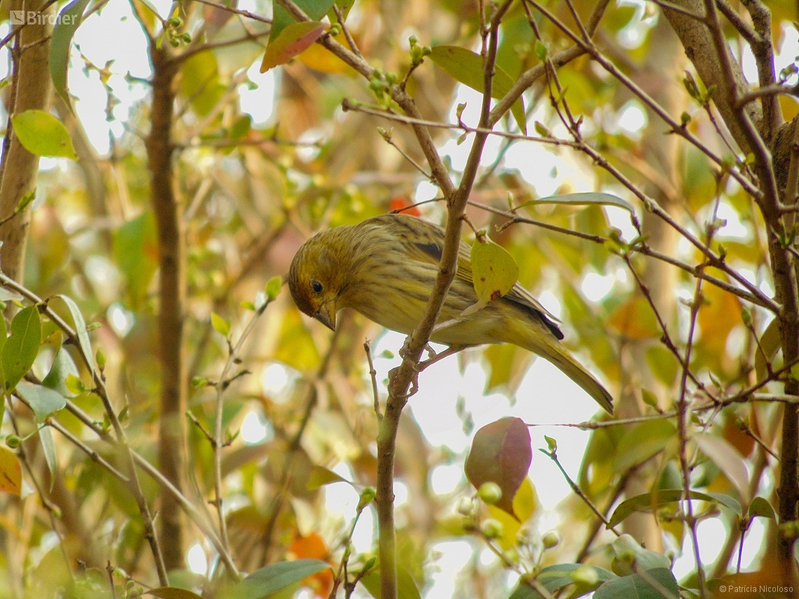 Sicalis flaveola