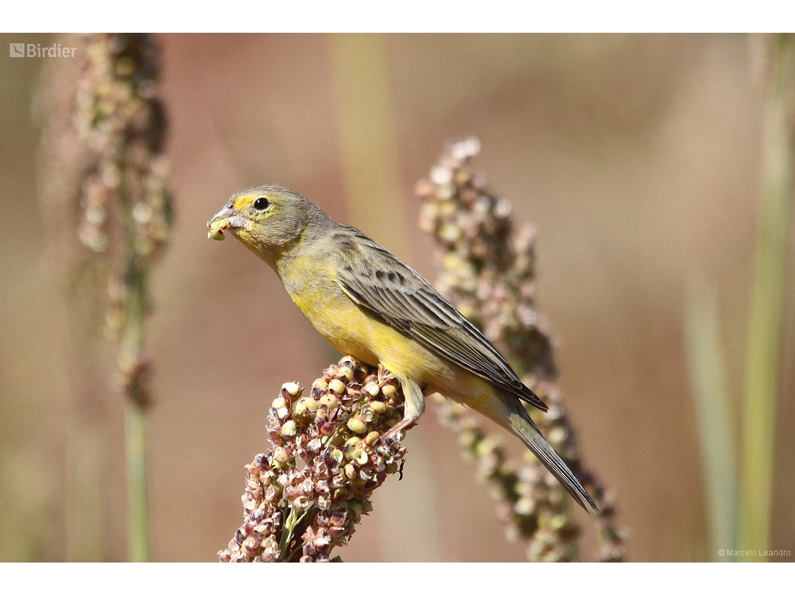 Sicalis luteola