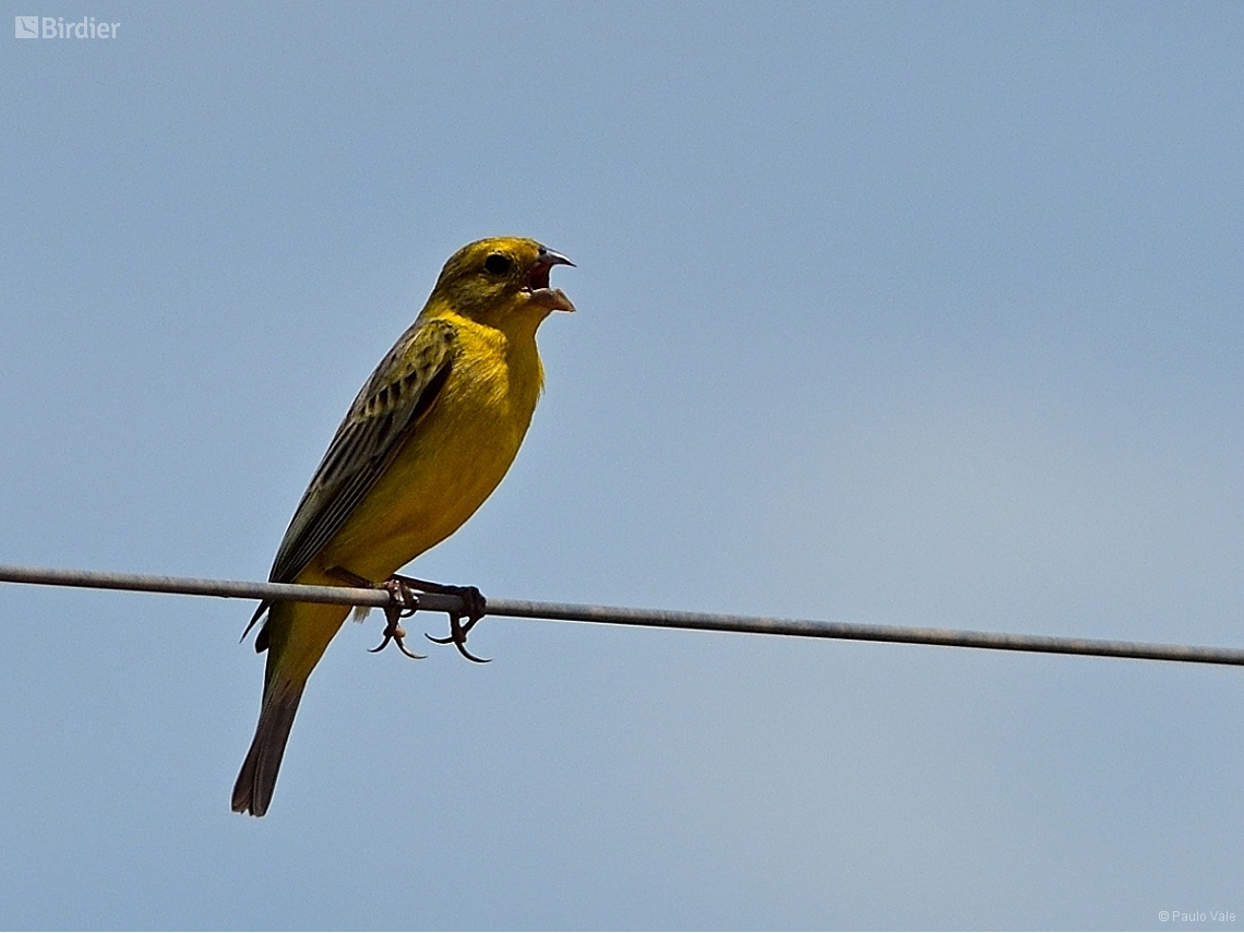 Sicalis luteola