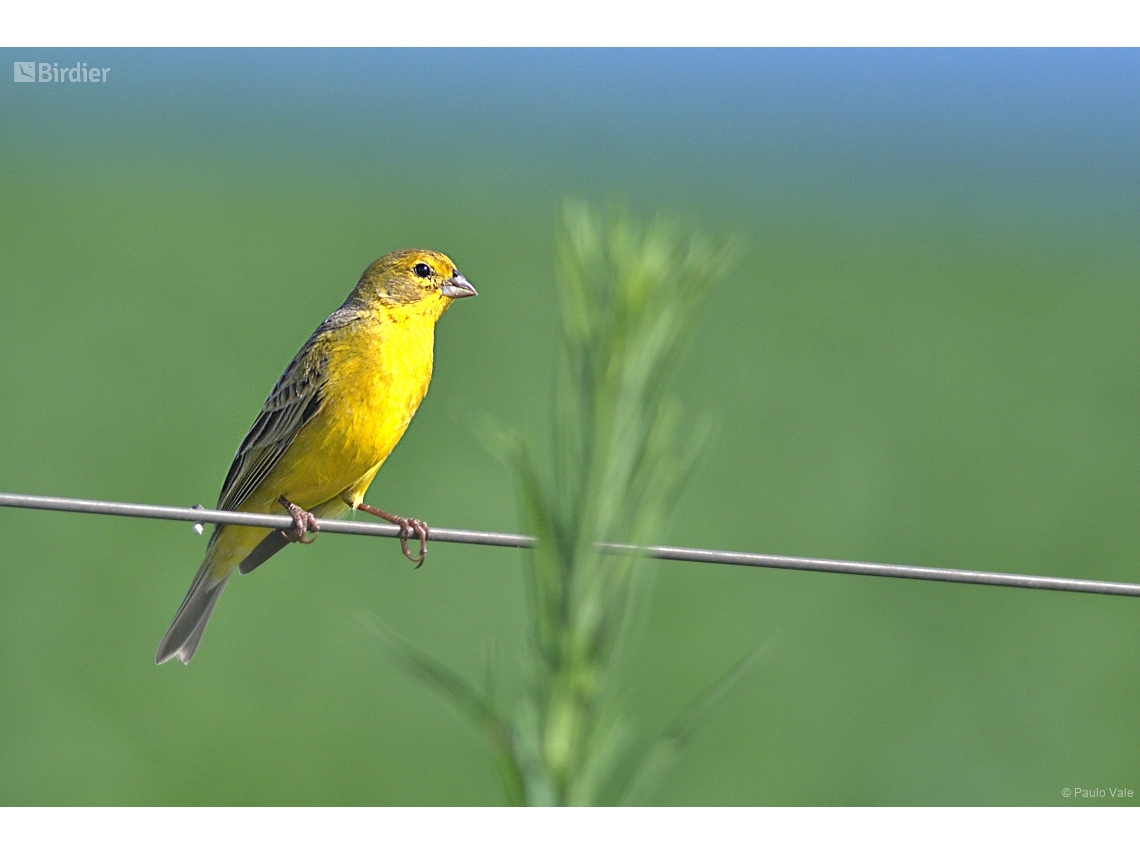 Sicalis luteola