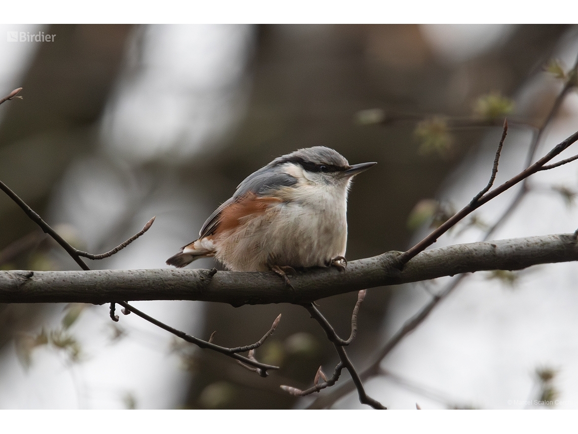 Sitta europaea