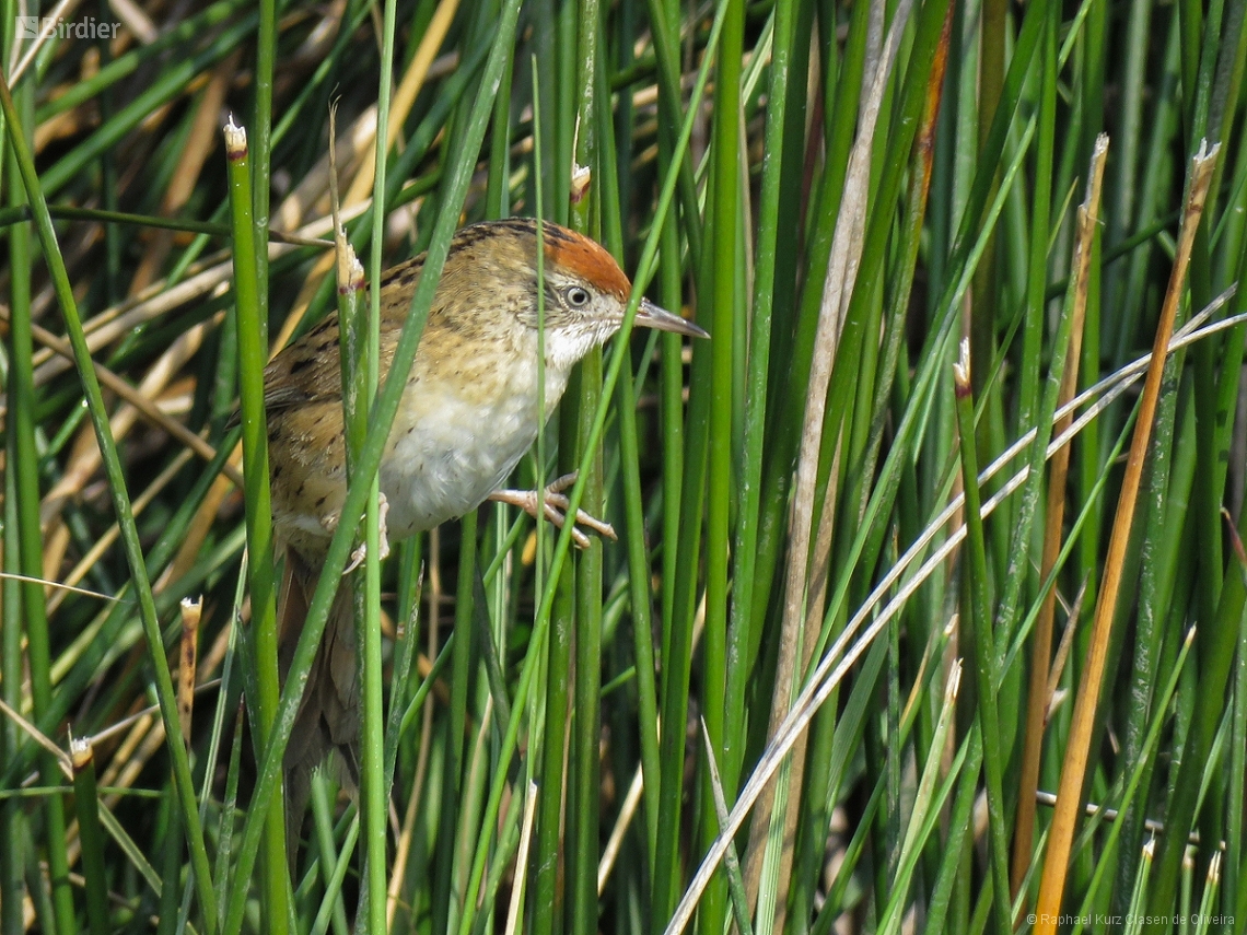 Spartonoica maluroides