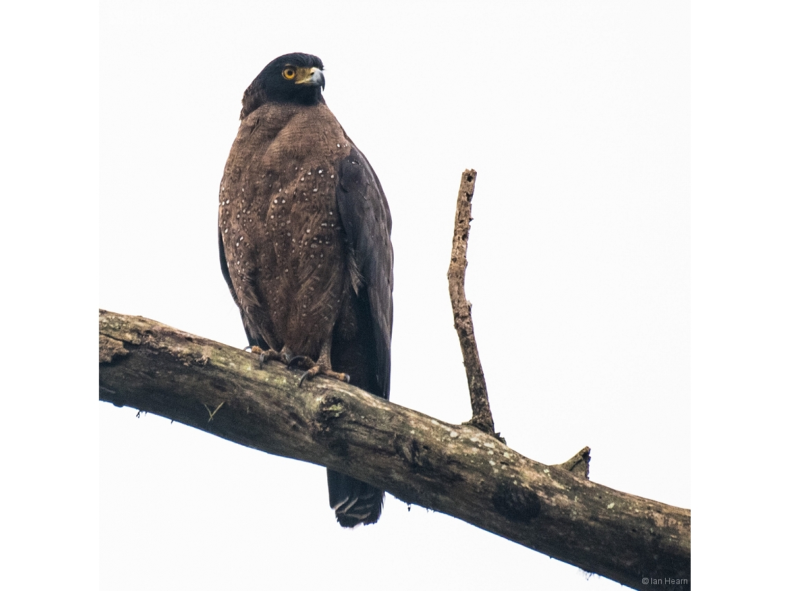 Spilornis cheela