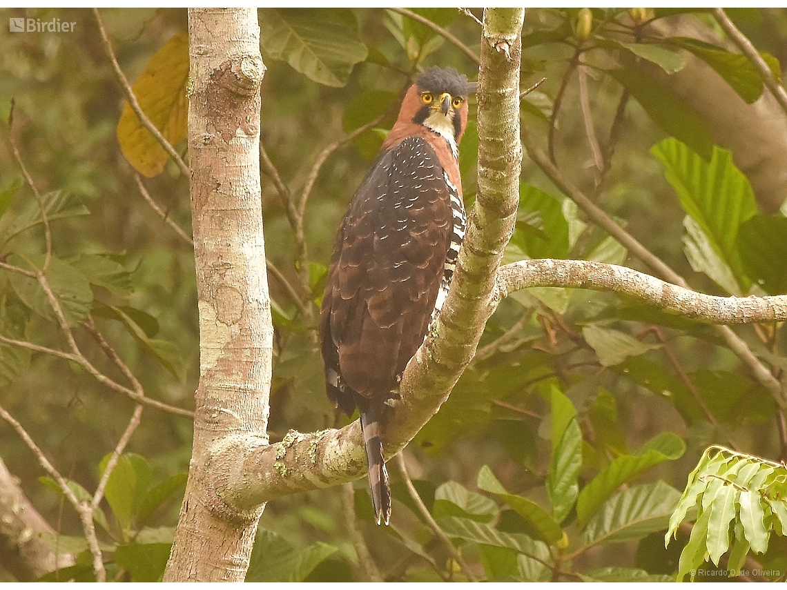 Spizaetus ornatus