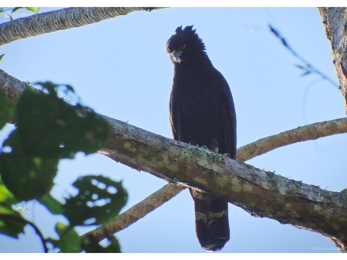 Spizaetus tyrannus
