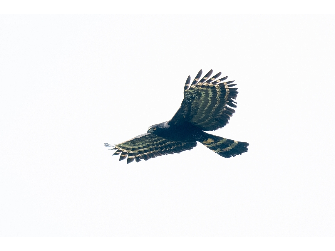Spizaetus tyrannus