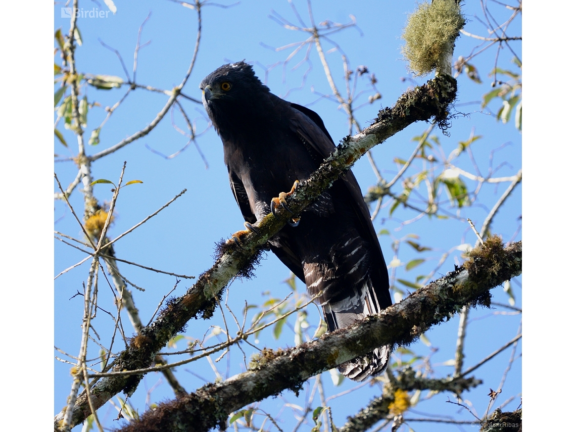 Spizaetus tyrannus
