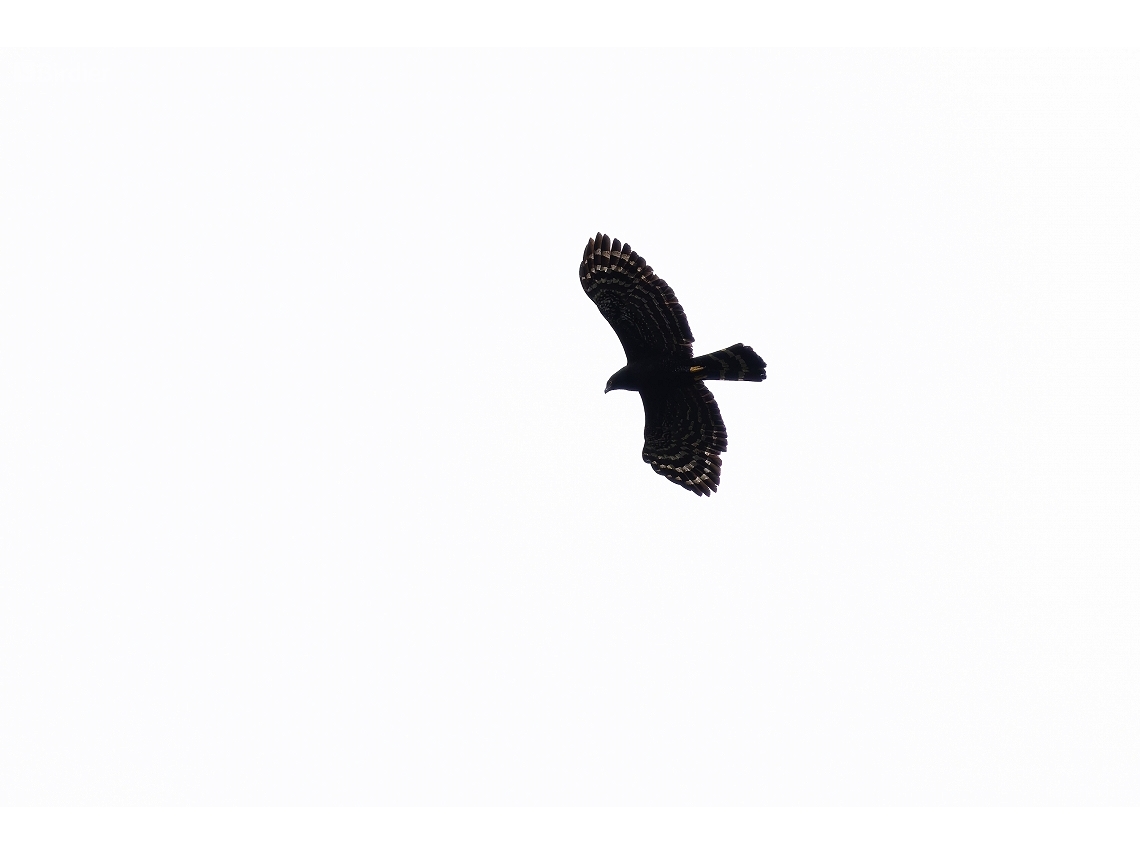 Spizaetus tyrannus