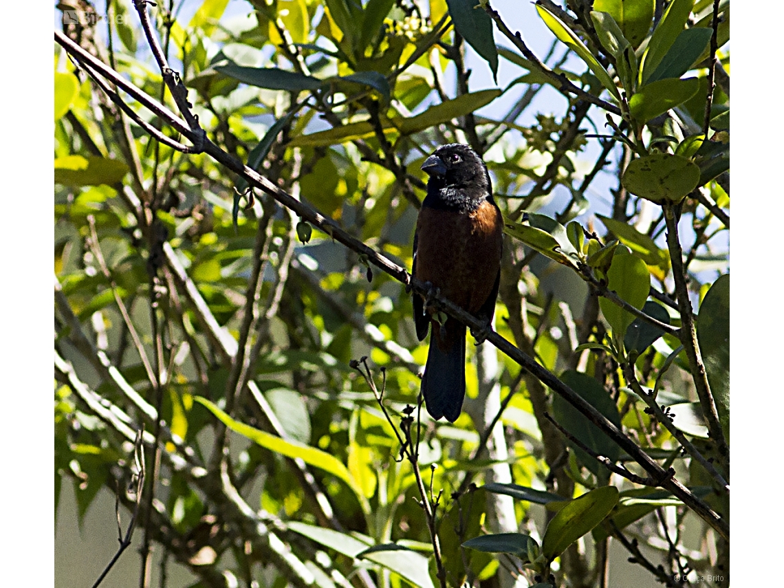 Sporophila angolensis