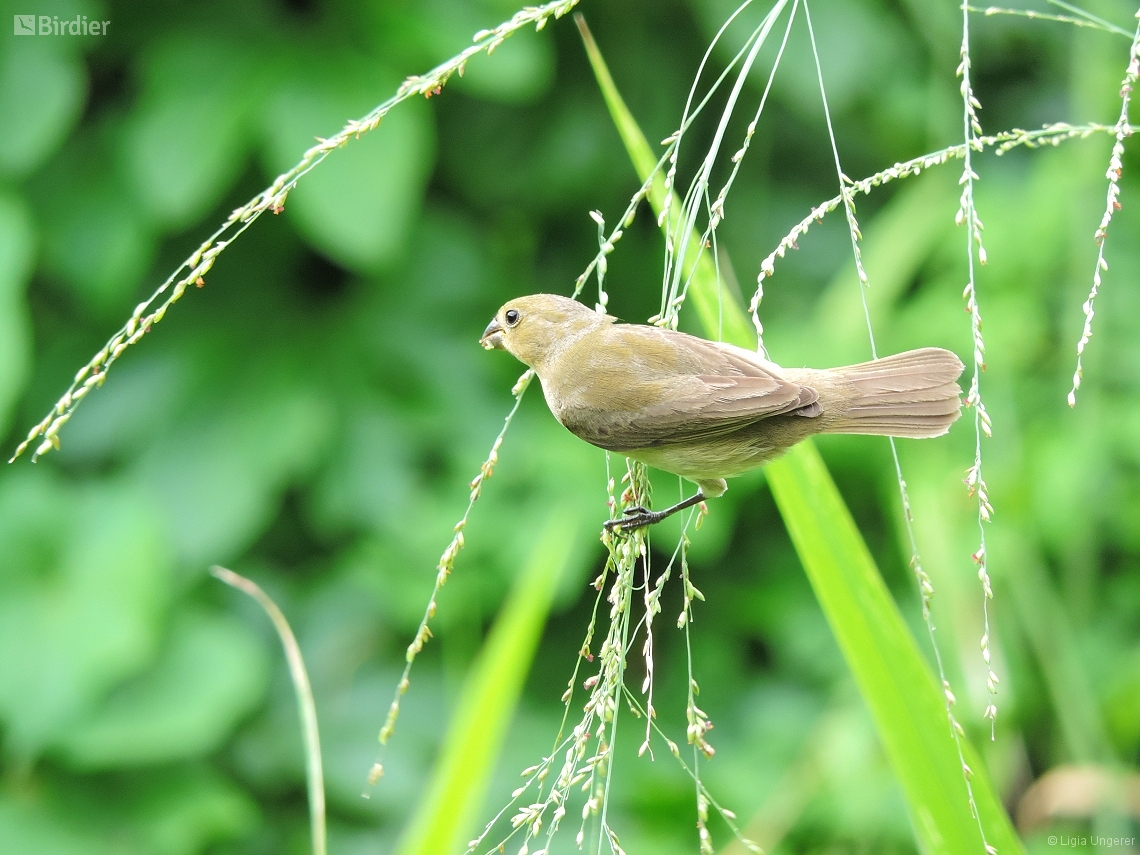 Sporophila caerulescens