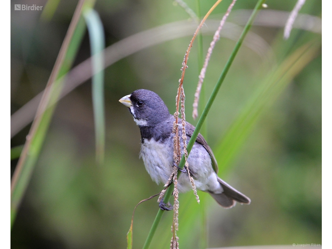 Sporophila caerulescens