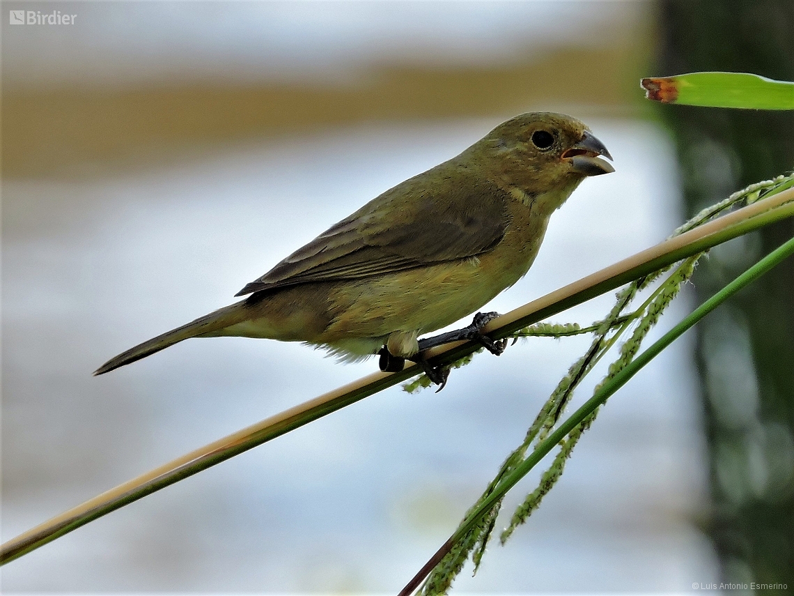 Sporophila caerulescens