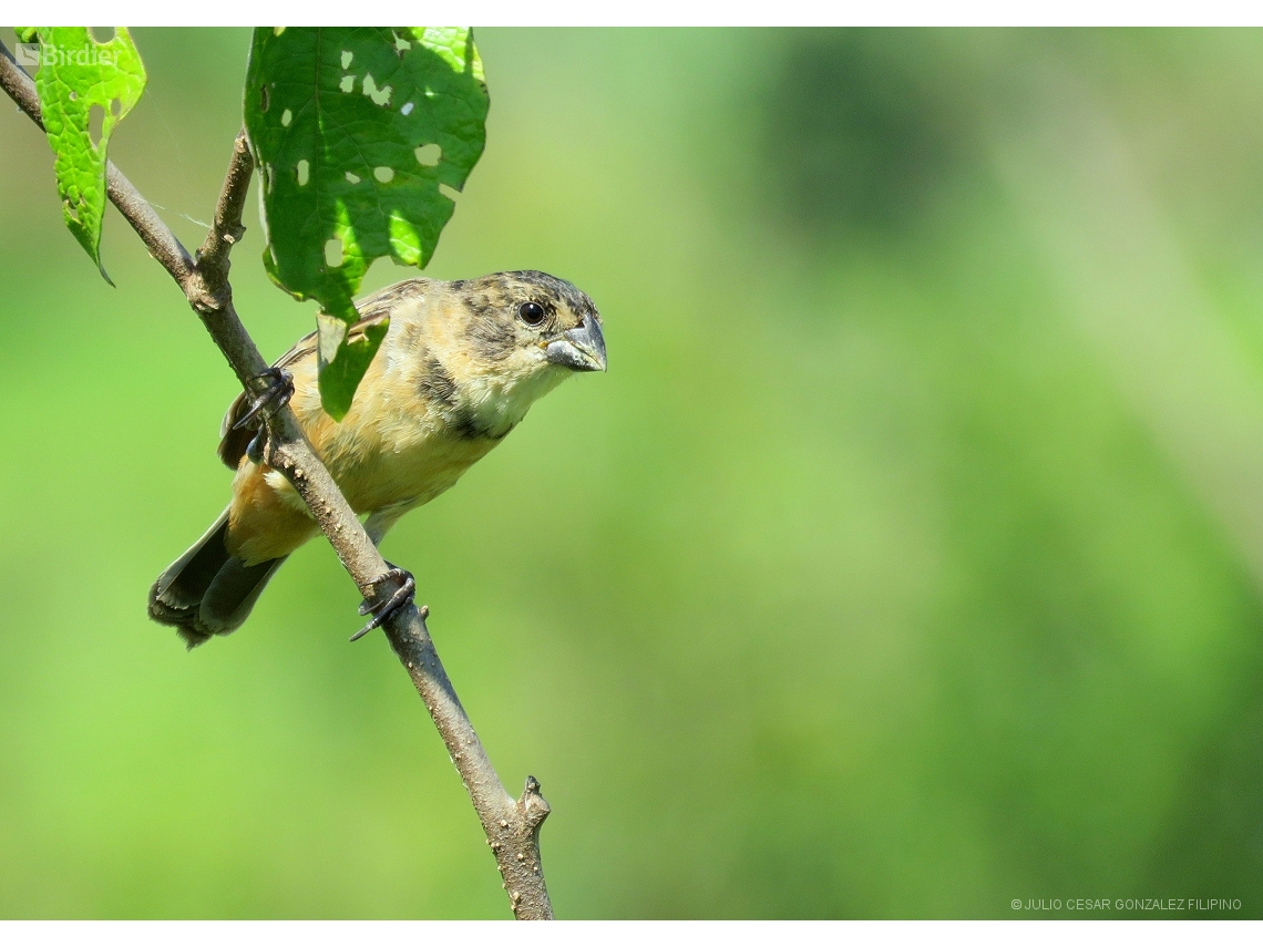 Sporophila collaris