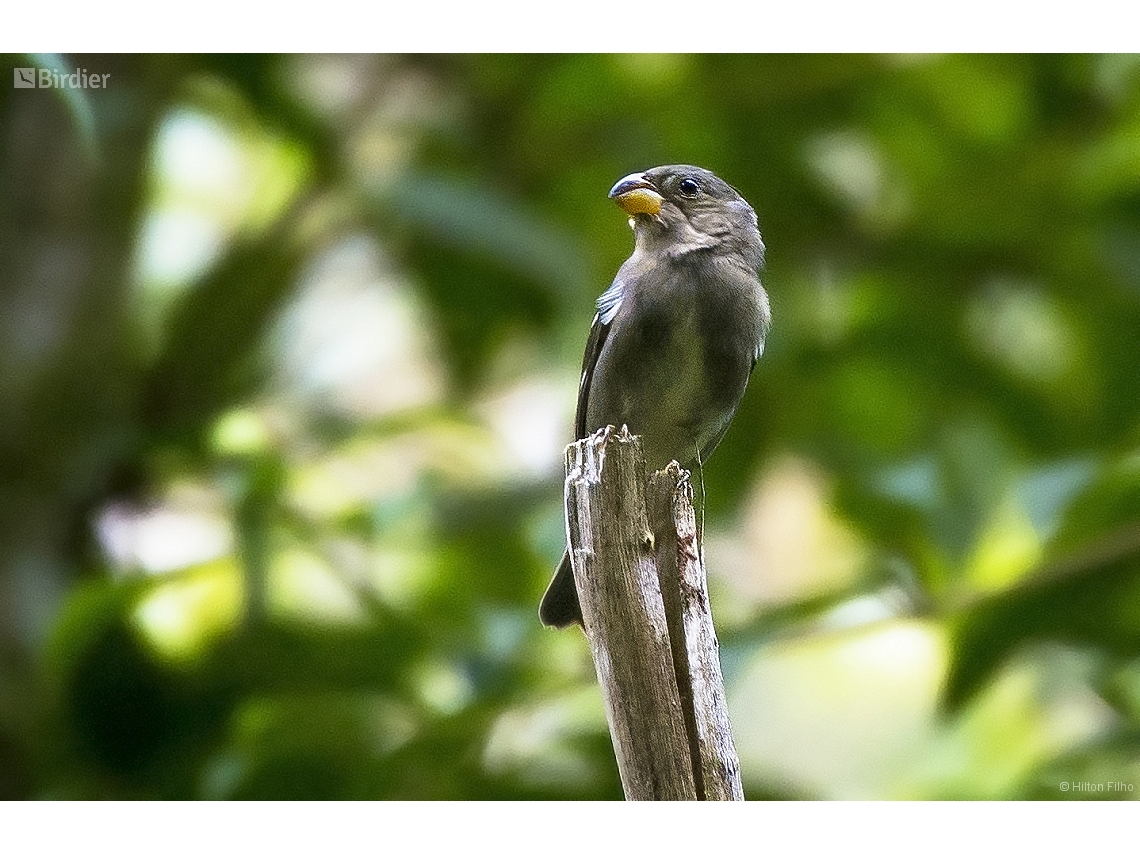 Sporophila falcirostris