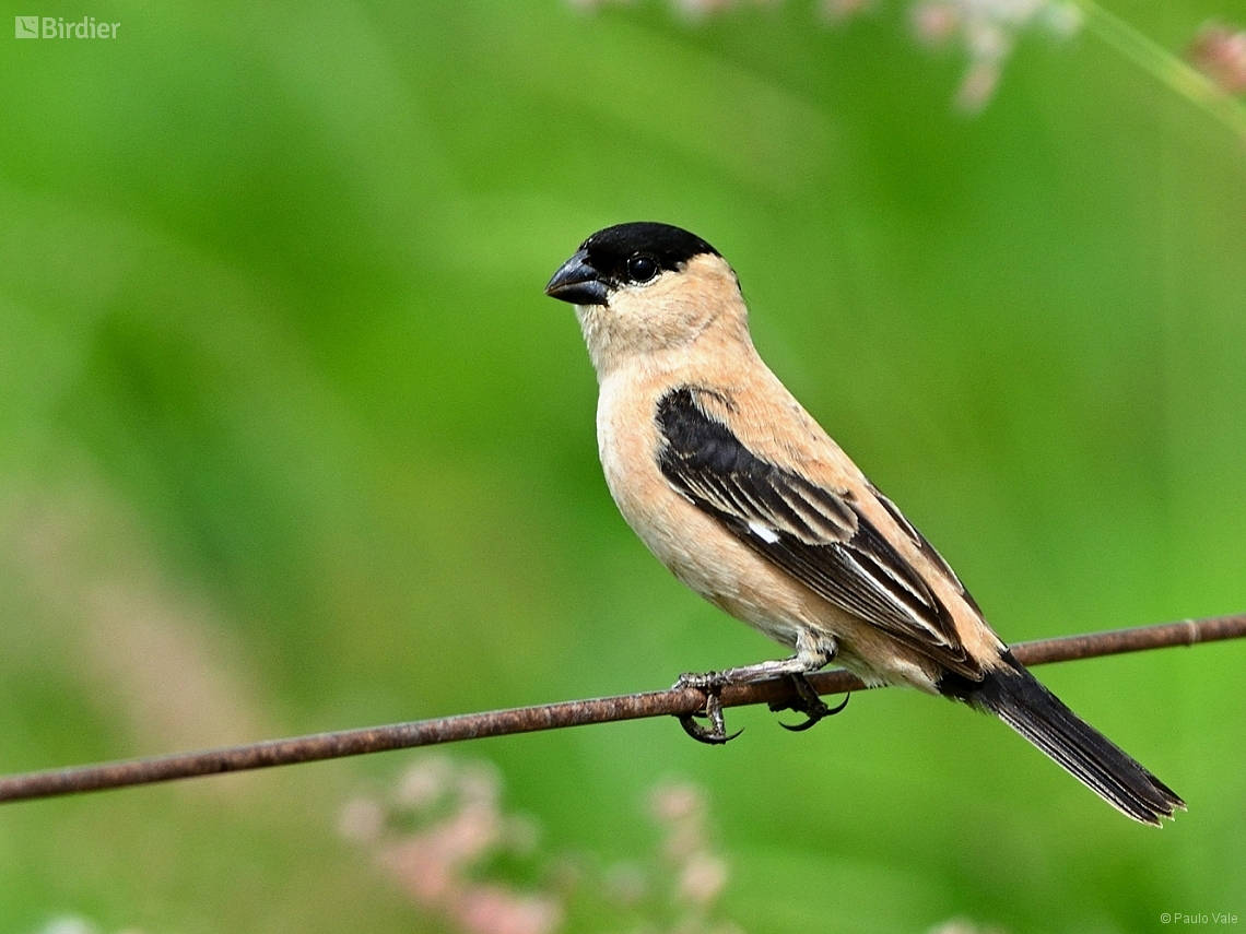 Sporophila pileata