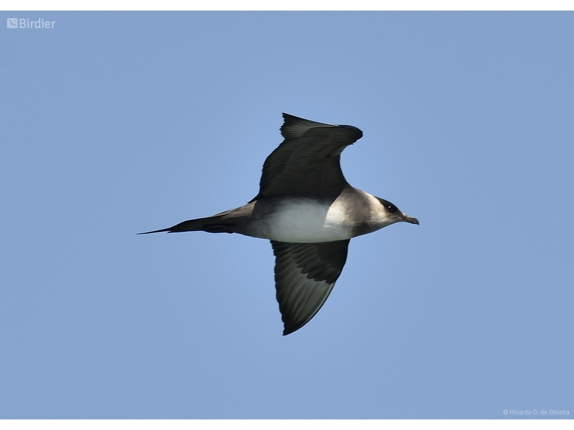 Stercorarius pomarinus
