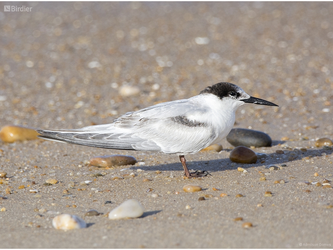 Sterna hirundo