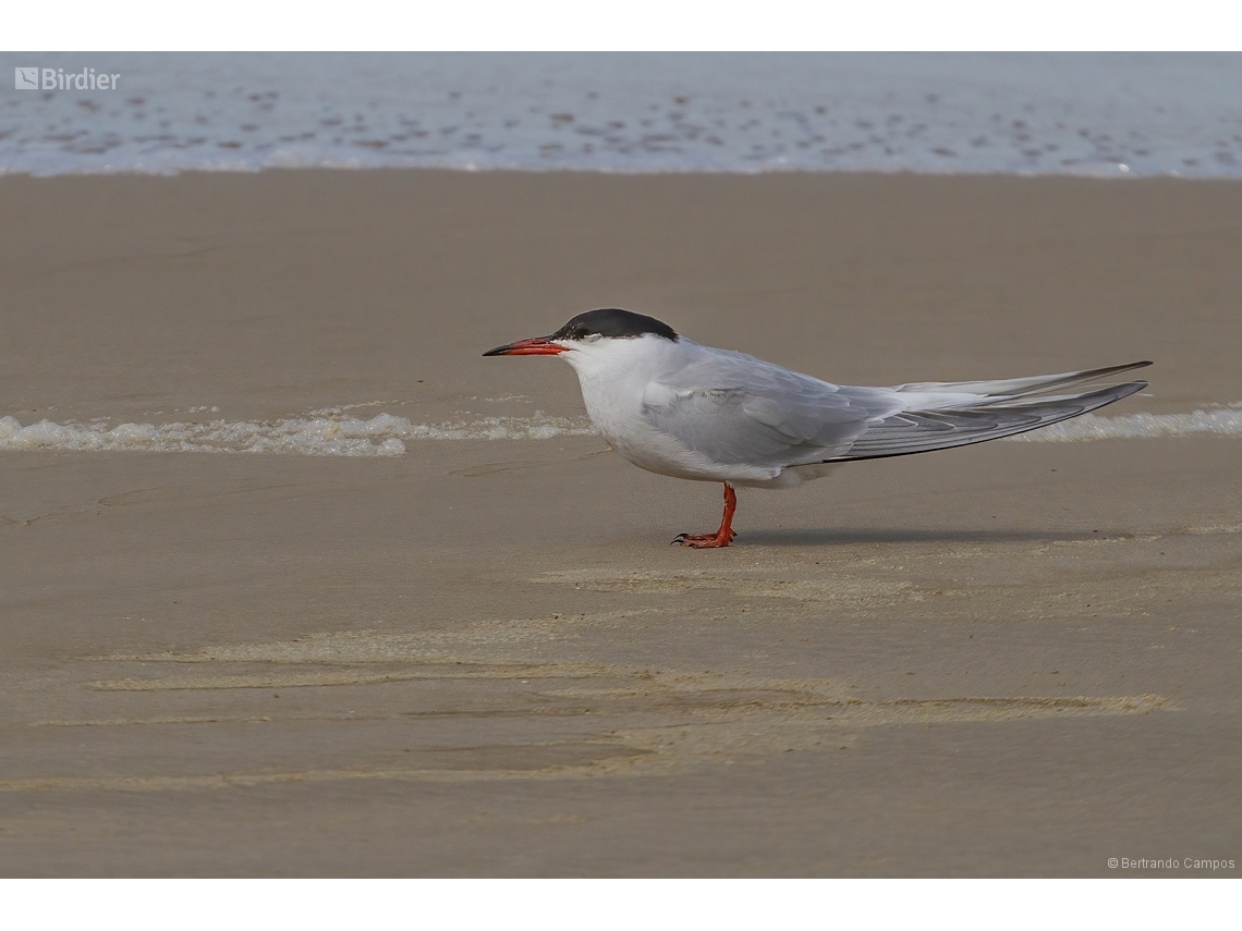 Sterna hirundo