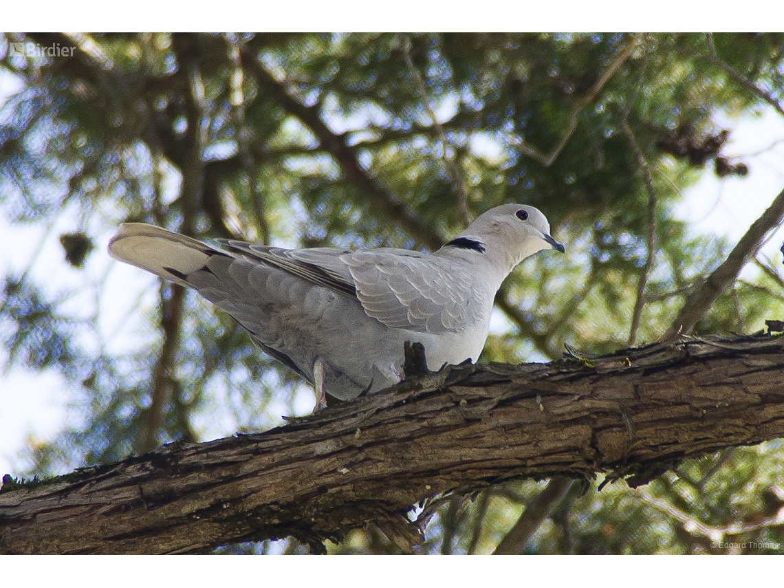 Streptopelia decaocto