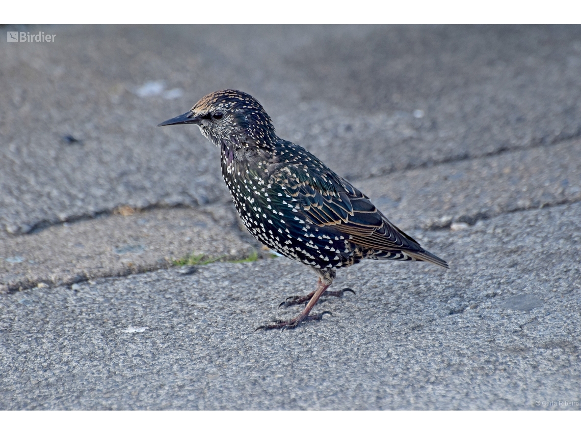 Sturnus vulgaris
