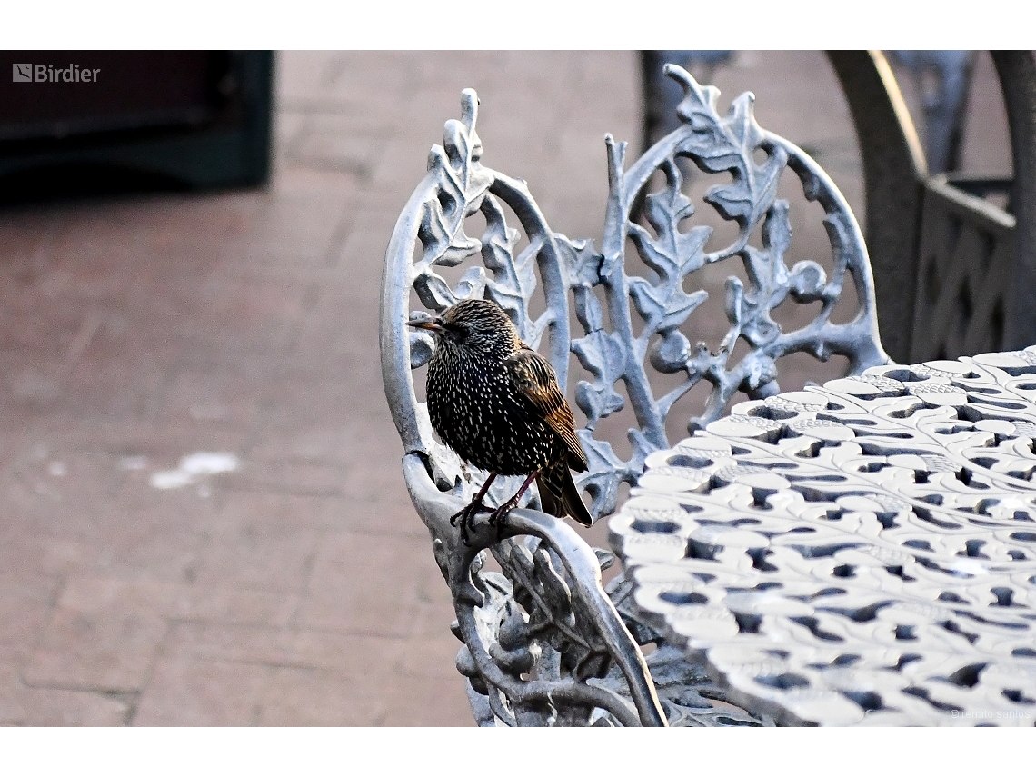 Sturnus vulgaris