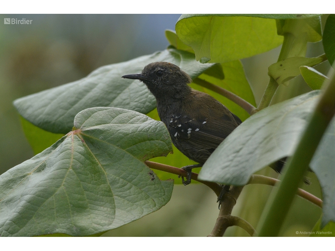 Formicivora acutirostris