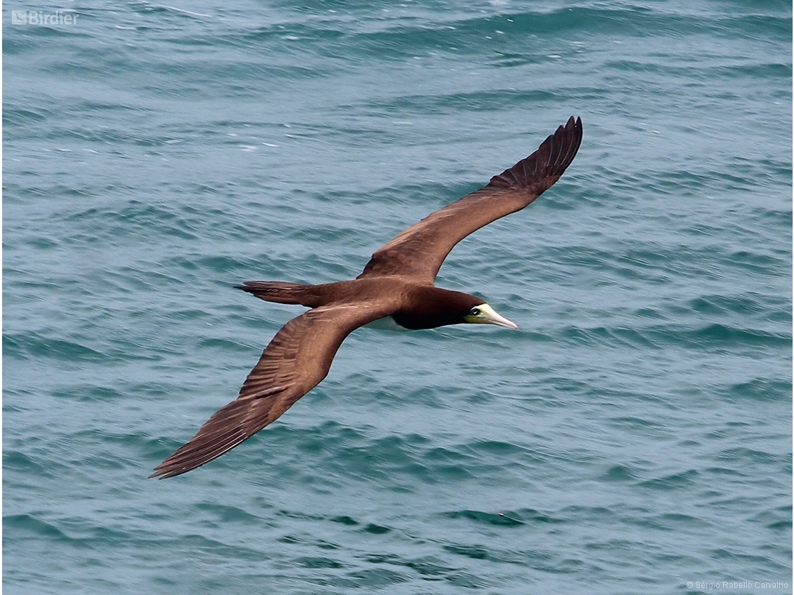 Sula leucogaster