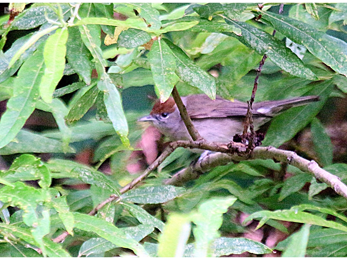 Sylvia atricapilla