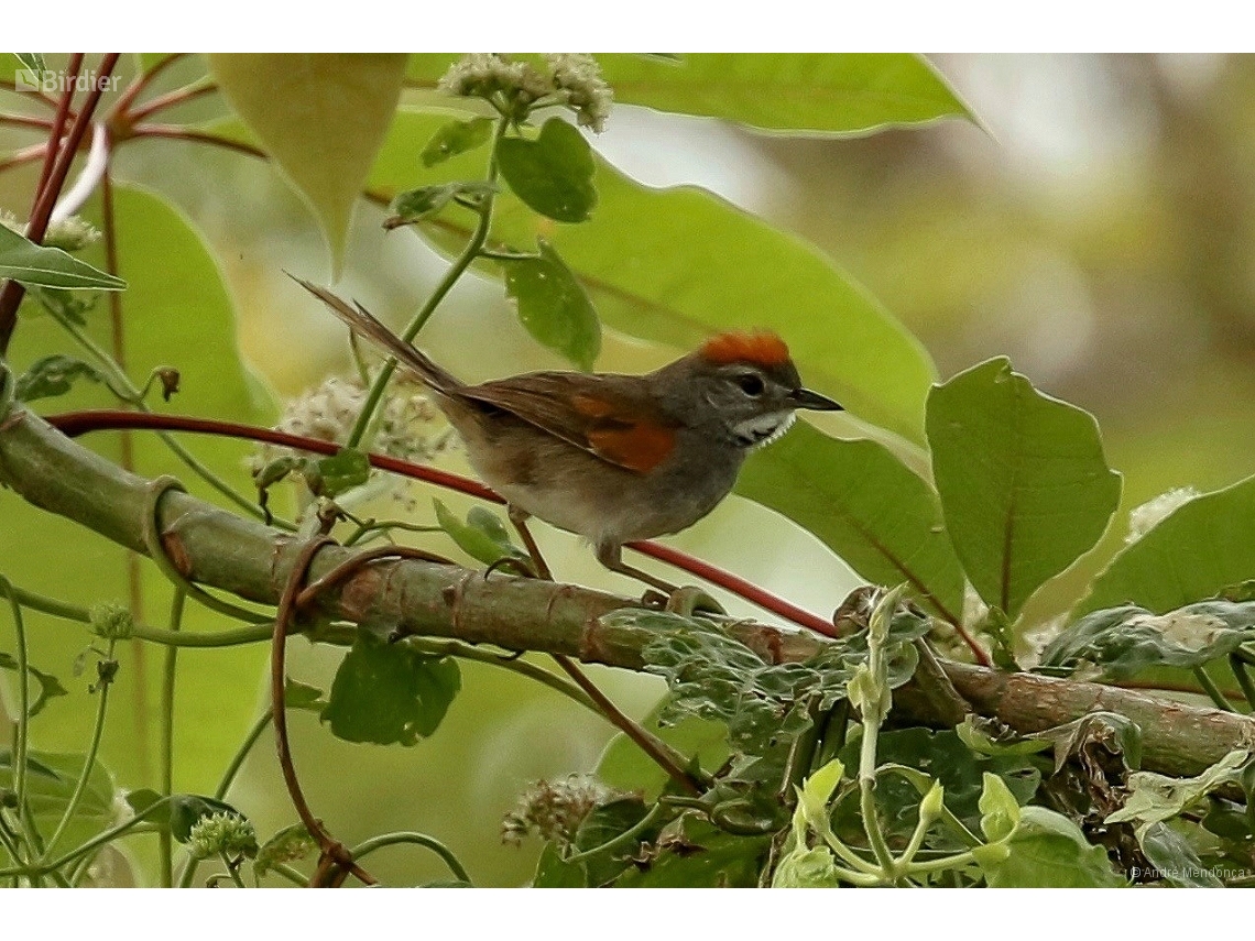 Synallaxis albigularis