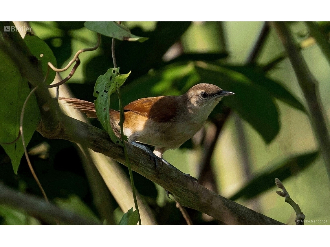 Synallaxis gujanensis