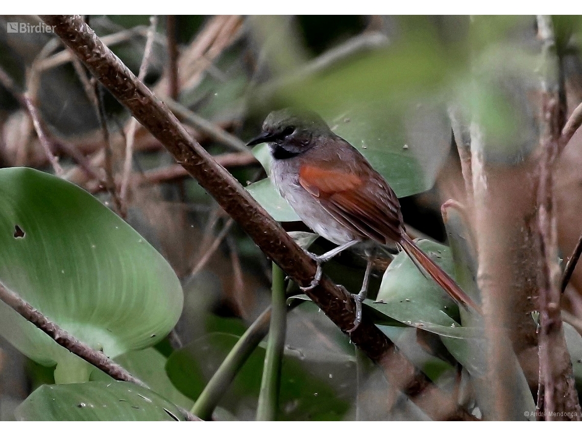 Mazaria propinqua