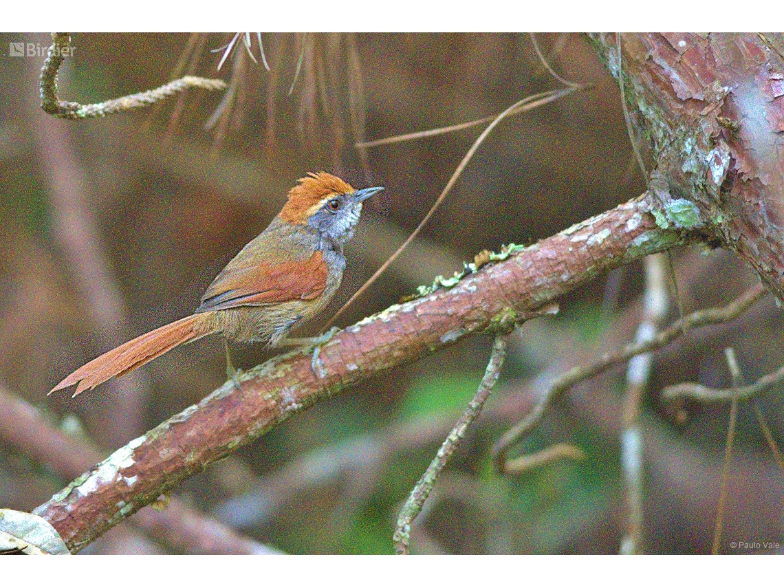 Synallaxis ruficapilla