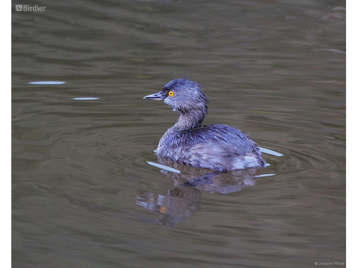 Tachybaptus dominicus