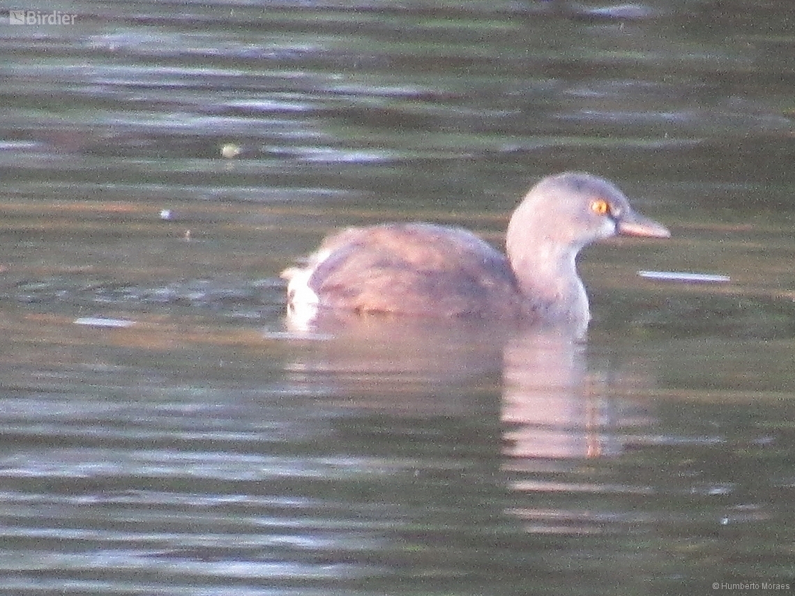 Tachybaptus dominicus