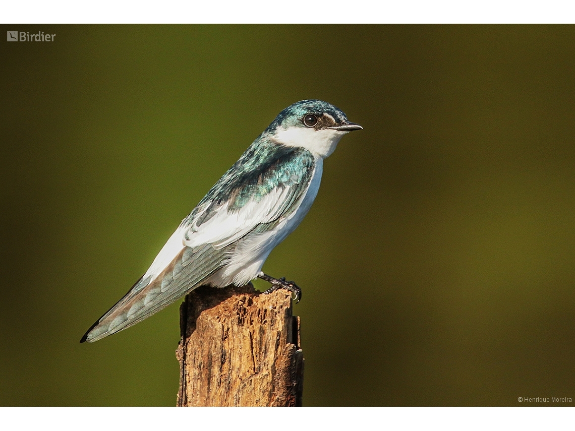 Tachycineta albiventer
