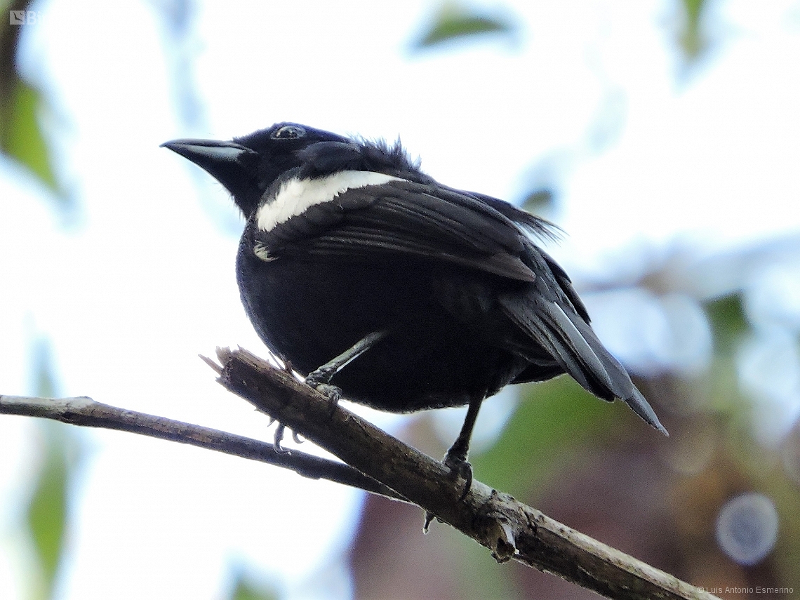 Loriotus luctuosus