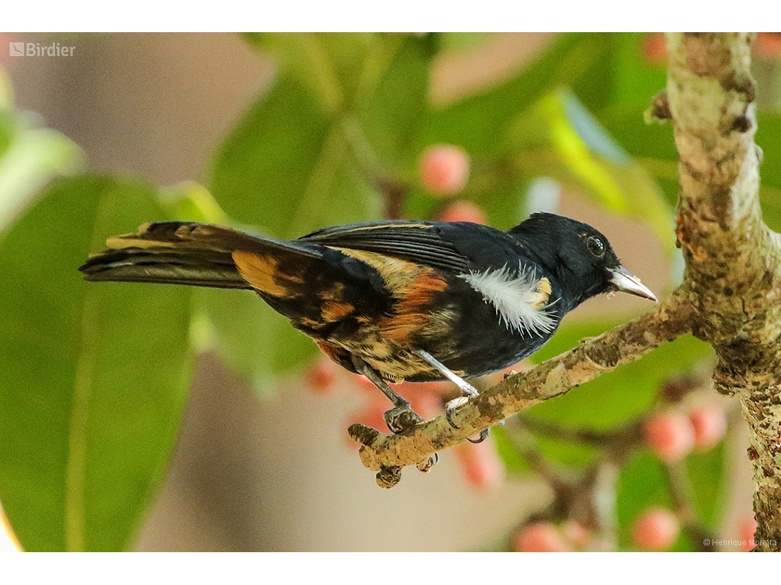 Tachyphonus surinamus