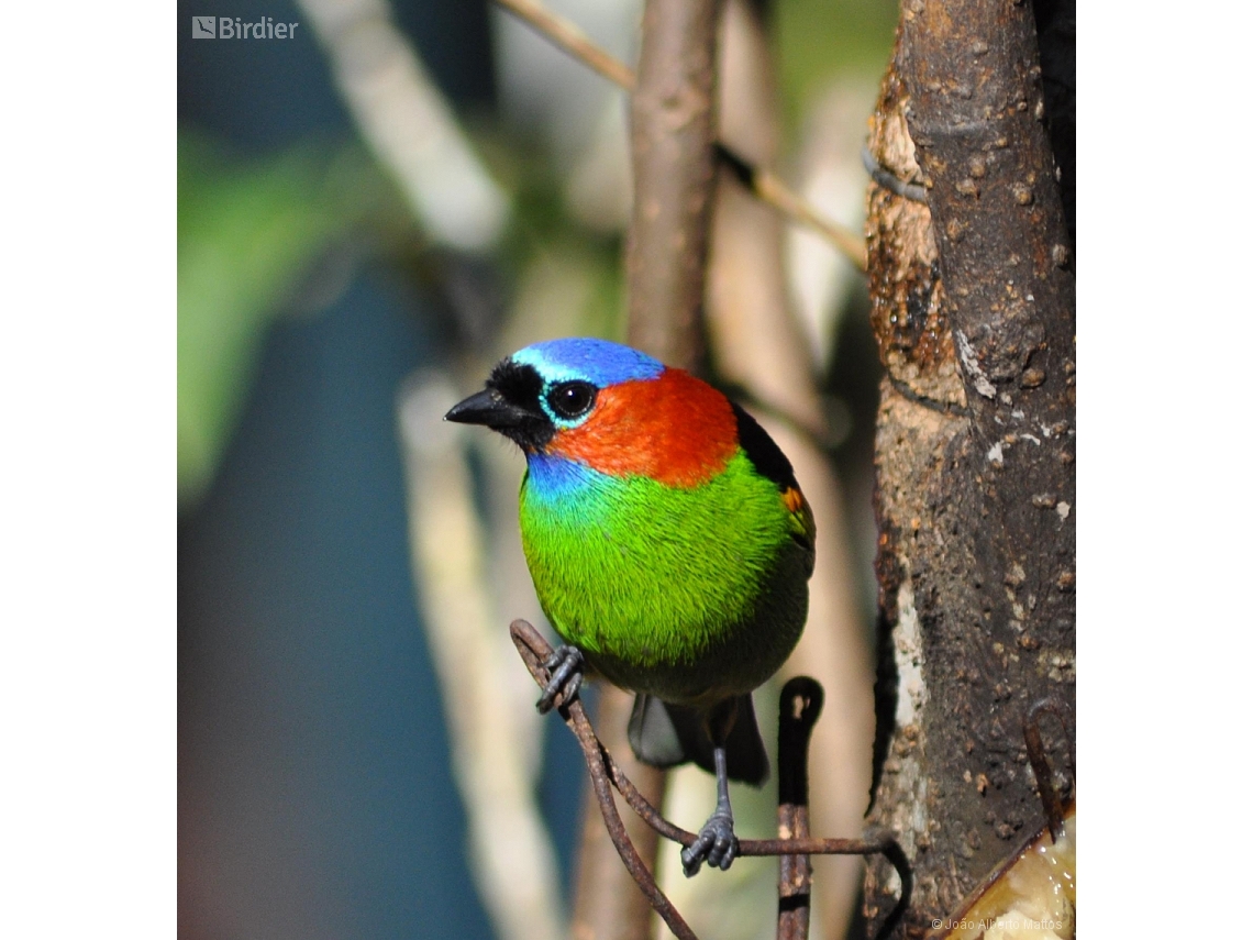 Tangara cyanocephala