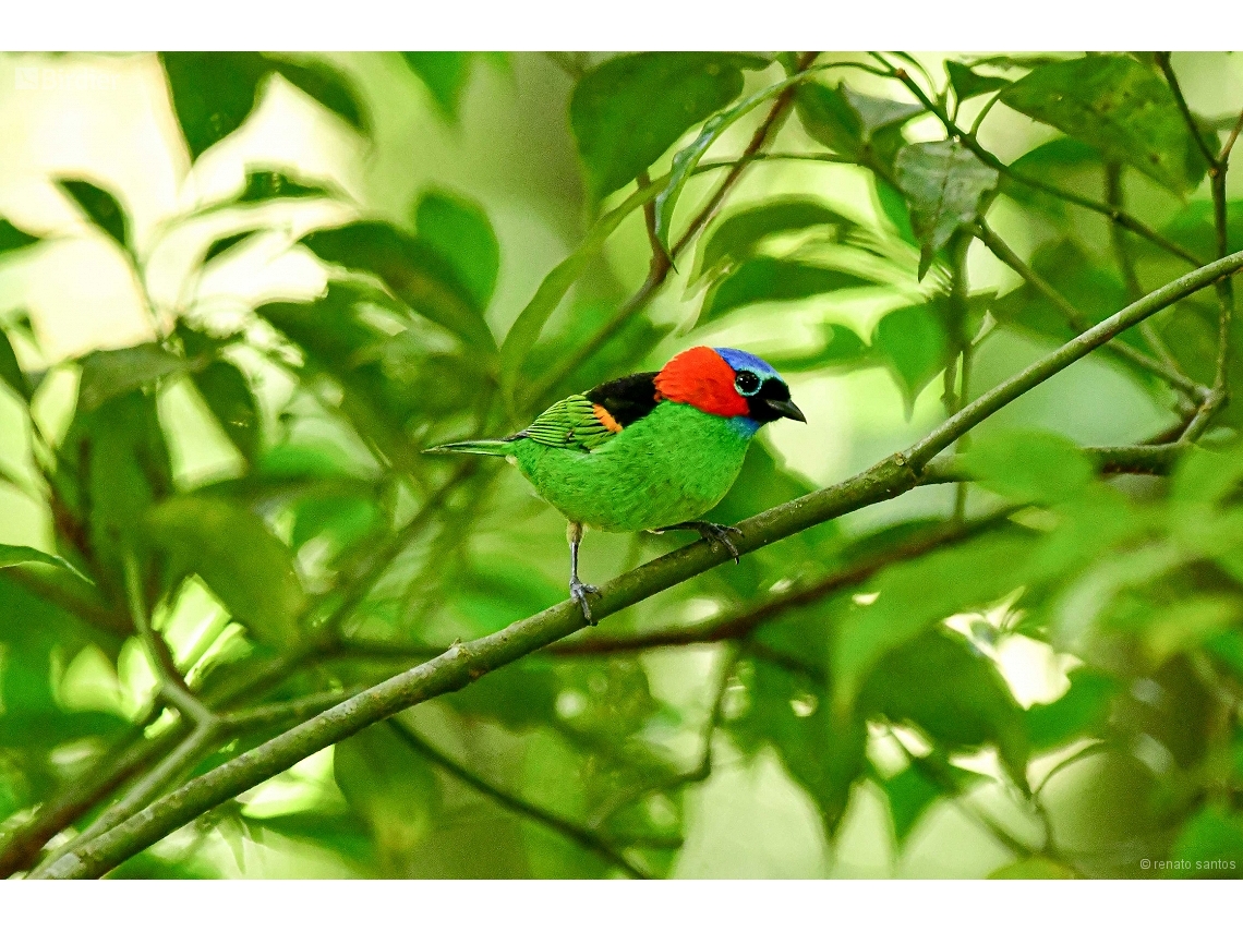 Tangara cyanocephala