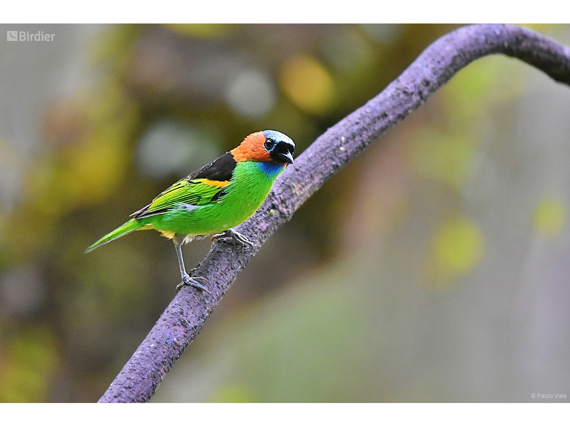 Tangara cyanocephala