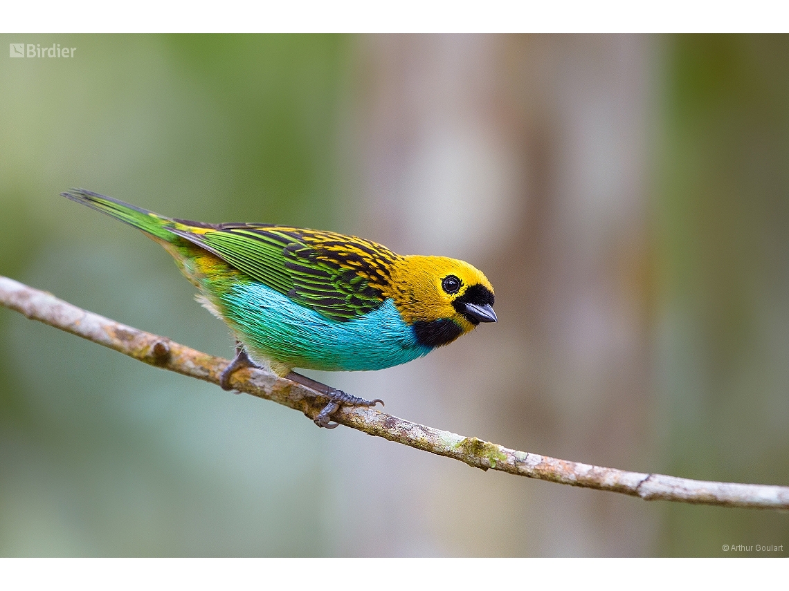 Tangara cyanoventris