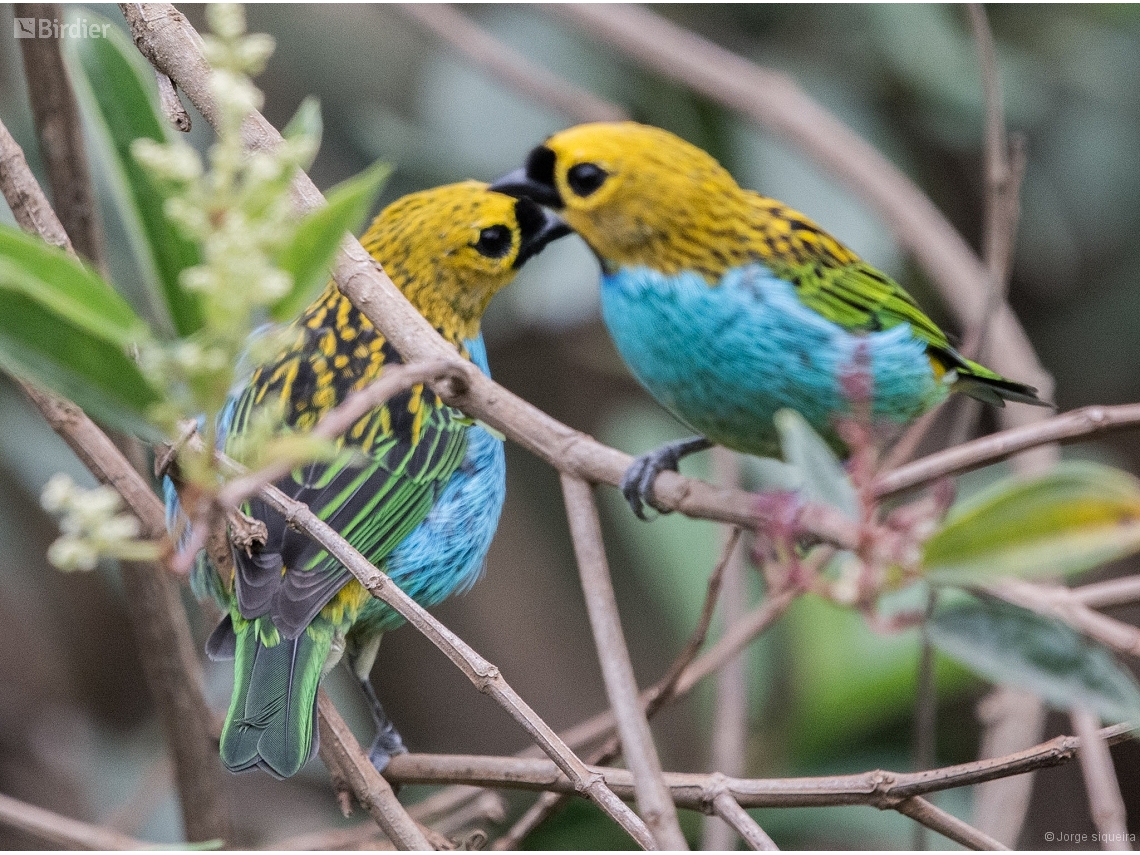 Tangara cyanoventris