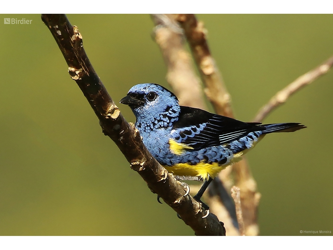 Tangara mexicana