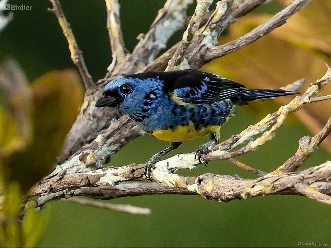 Tangara mexicana