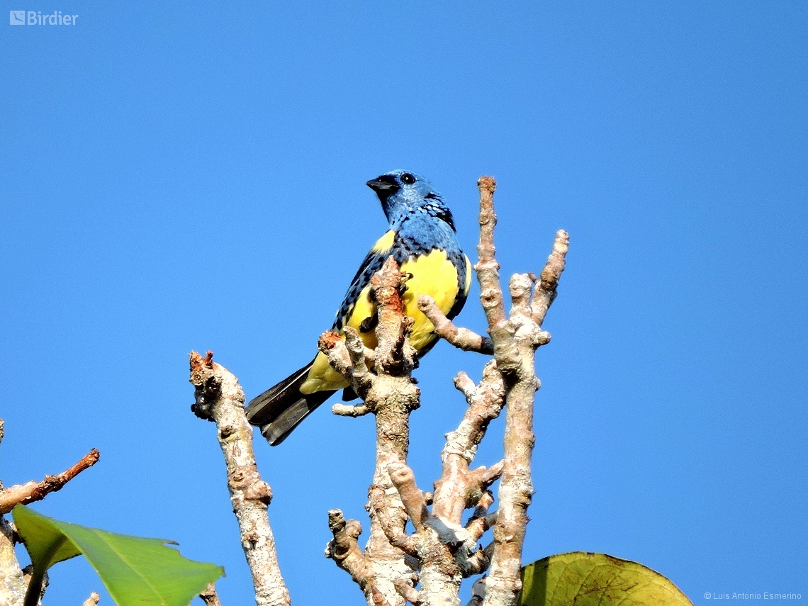 Tangara mexicana