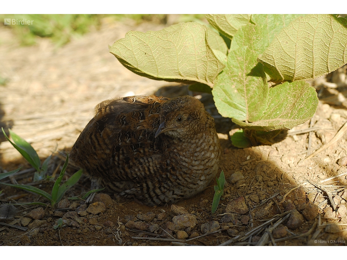 Taoniscus nanus