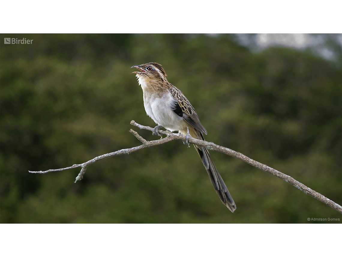 Tapera naevia