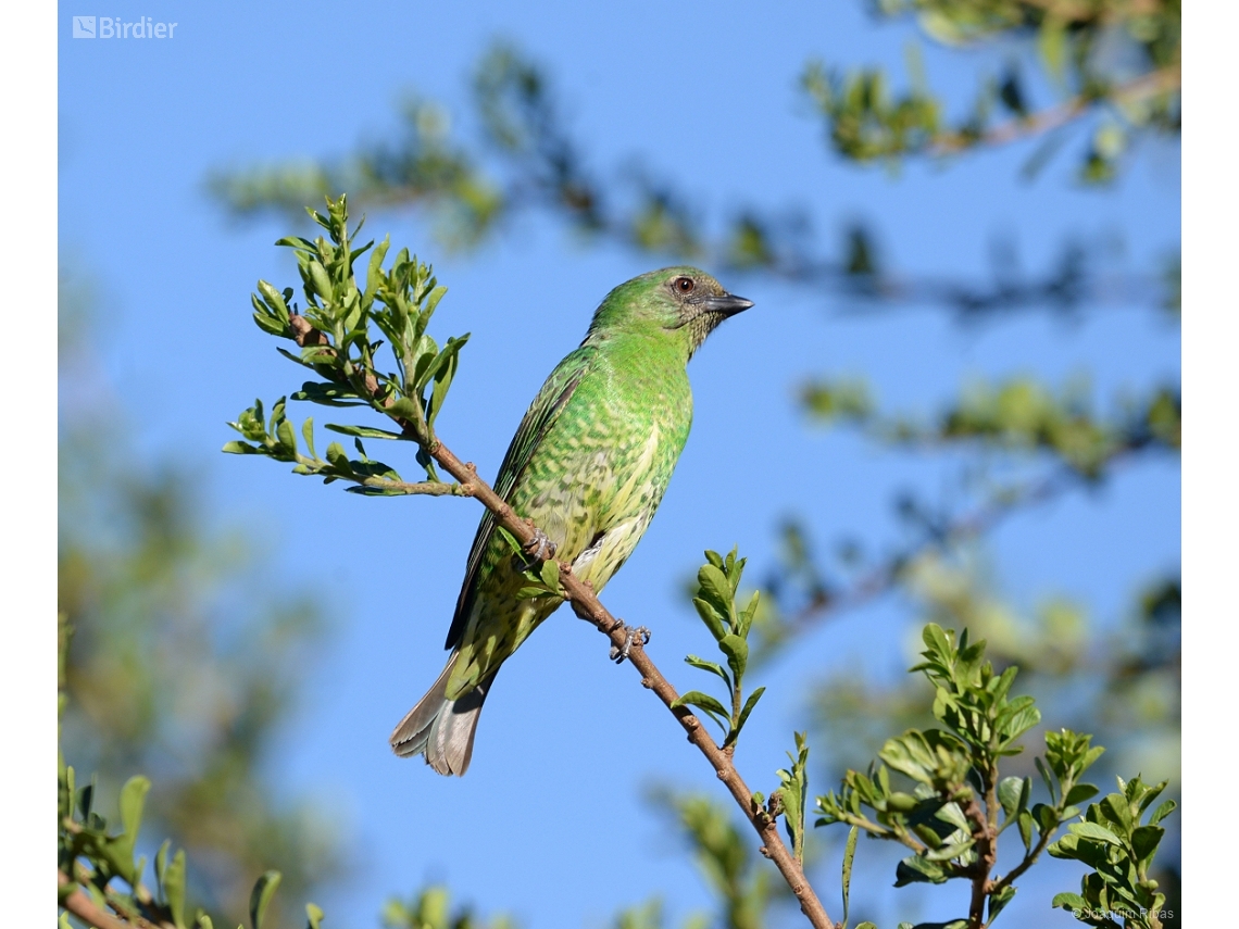 Tersina viridis