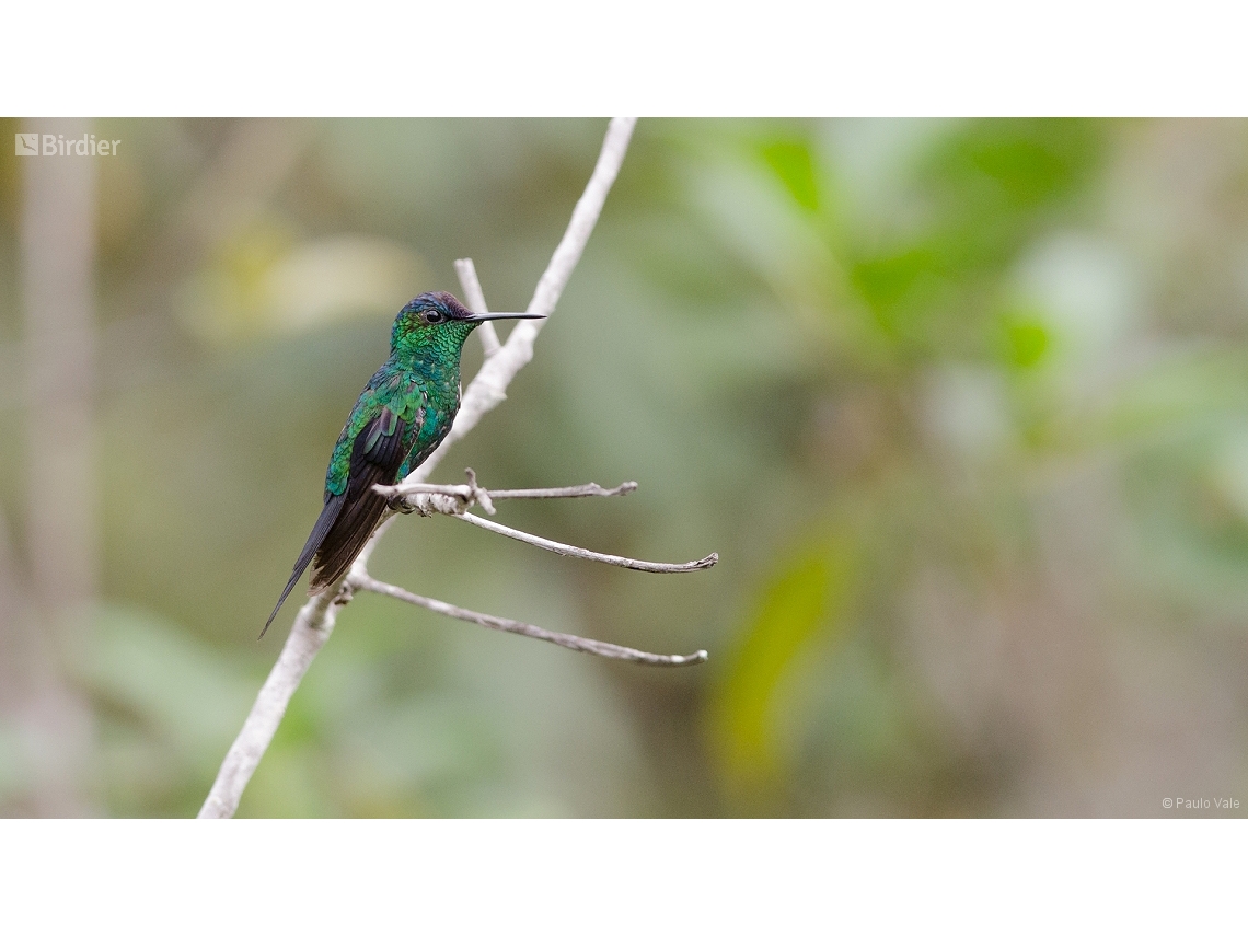 Thalurania glaucopis