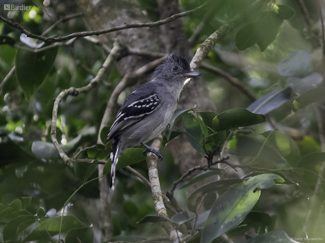 Thamnophilus ambiguus